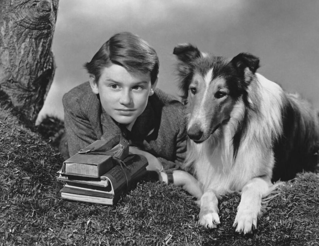Le chien original ‘Lassie’, Pal, a vécu jusqu’à près de 20 ans et s’est installé même après sa retraite