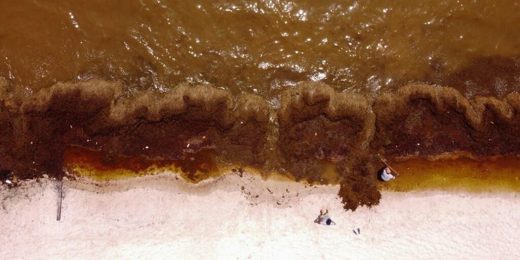 Une masse d’algues géantes se dirigeant vers les plages de Floride pourrait être une « tempête pathogène »