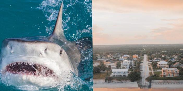 Pourquoi un comté de Floride est devenu la « capitale mondiale des morsures de requin »