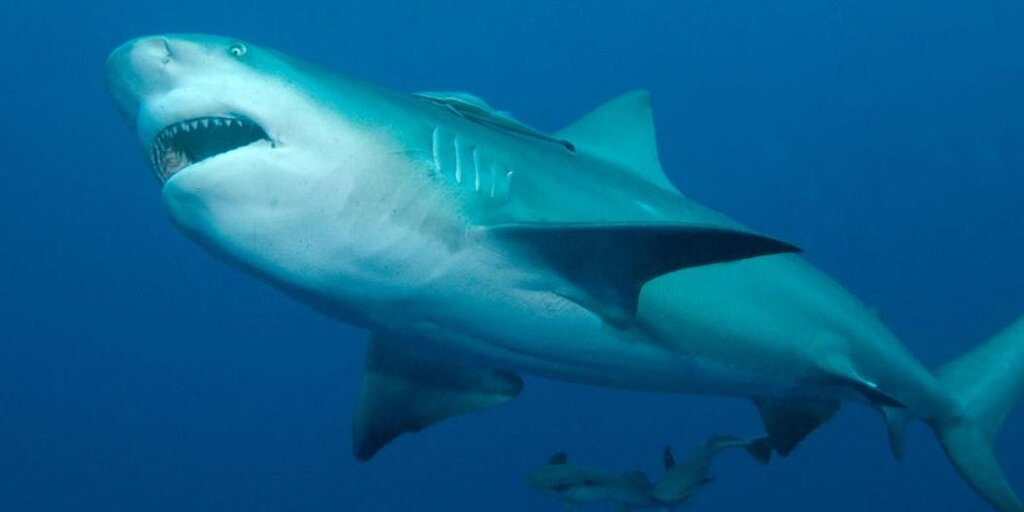 Les requins bouledogue peuvent survivre en eau douce et ont vécu dans un étang pendant 17 ans Les requins bouledogue peuvent survivre en eau douce et ont vécu dans un étang pendant 17 ans