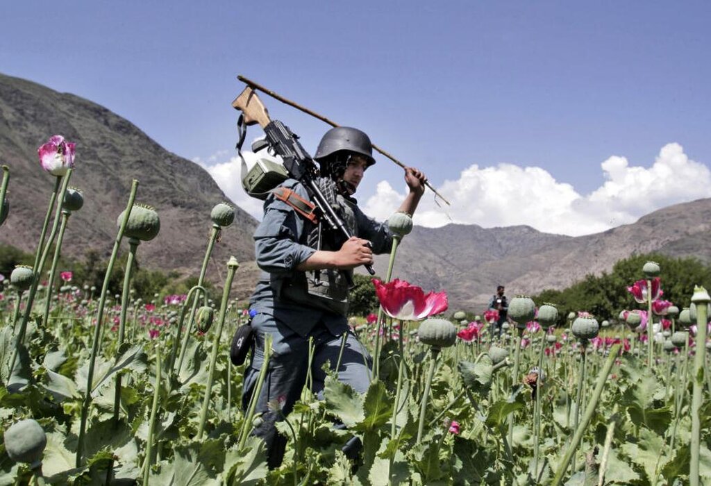 Les agriculteurs afghans perdent des revenus de plus d’un milliard de dollars après que les talibans ont interdit la culture du pavot