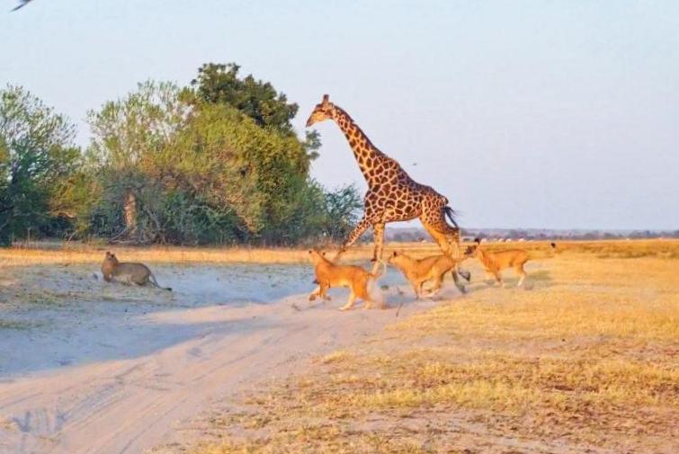 Regardez : 20 lions surprennent une girafe en train de boire Regardez : 20 lions surprennent une girafe en train de boire
