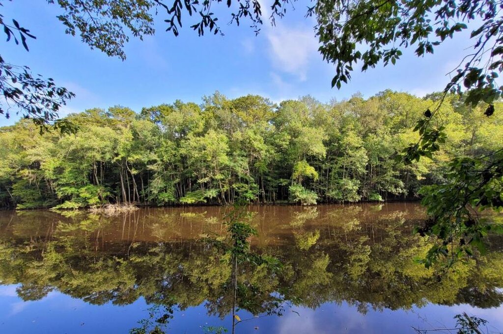 En ce jour, le 10 novembre : le Congrès crée le parc national de Congaree