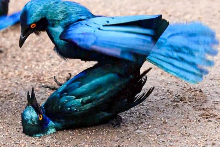 Regarder : Des oiseaux coincent leur rival dans une bataille acharnée Regarder : Des oiseaux coincent leur rival dans une bataille acharnée
