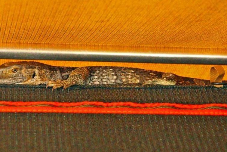 Regardez : Lizard fait de la tente des campeurs du parc national Kruger sa nouvelle maison Regardez : Lizard fait de la tente des campeurs du parc national Kruger sa nouvelle maison