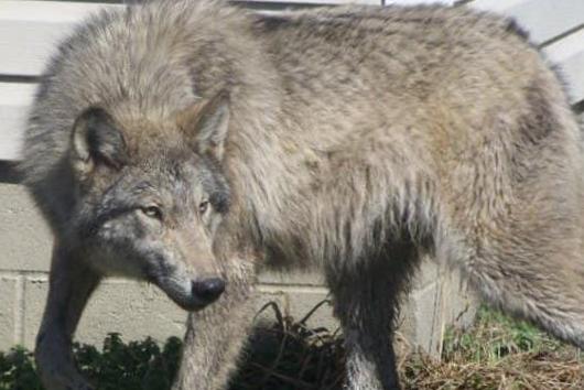 Un animal hybride-loup tue un bébé de l’Alabama Un animal hybride-loup tue un bébé de l’Alabama