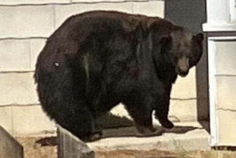 Hank the Tank, cambrioleur d’ours noir, arrive au sanctuaire du Colorado Hank the Tank, cambrioleur d’ours noir, arrive au sanctuaire du Colorado