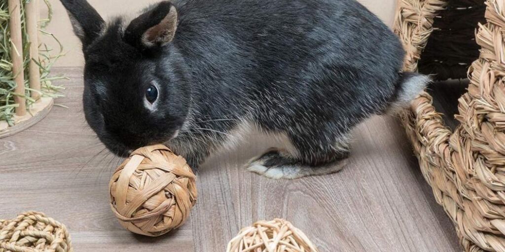 Les 9 meilleurs jouets pour lapins de 2023