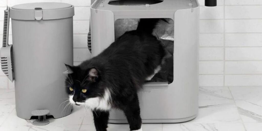 Les 13 meilleurs bacs à litière pour chat de 2024, testés et examinés Les 13 meilleurs bacs à litière pour chat de 2024, testés et examinés