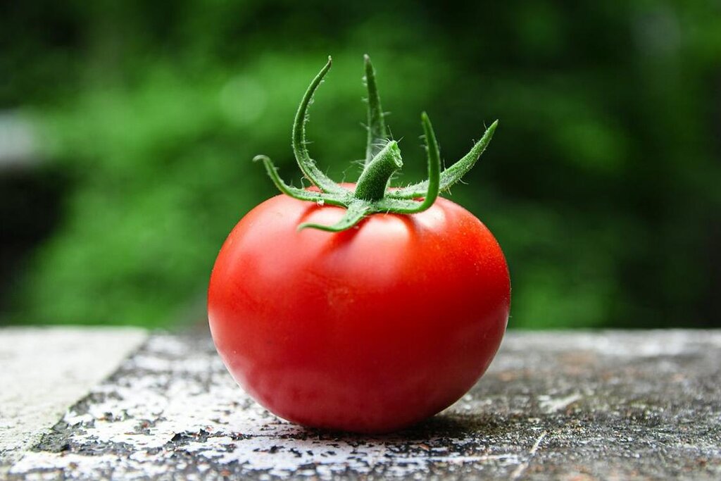 Tomates « parlantes » : comment leur communication est influencée par les ennemis et les amis