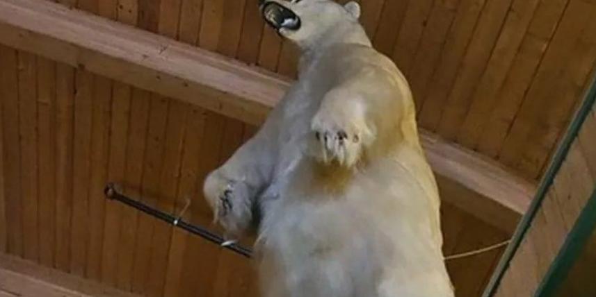 La police canadienne recherche un ours en peluche de 500 livres volé dans un hôtel La police canadienne recherche un ours en peluche de 500 livres volé dans un hôtel