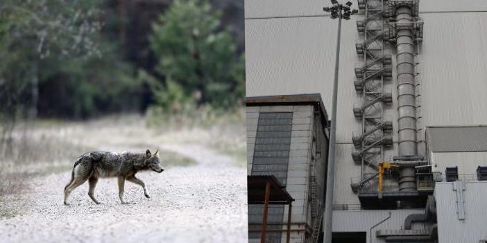 Les loups de Tchernobyl résistent au cancer malgré une forte exposition aux radiations Les loups de Tchernobyl résistent au cancer malgré une forte exposition aux radiations