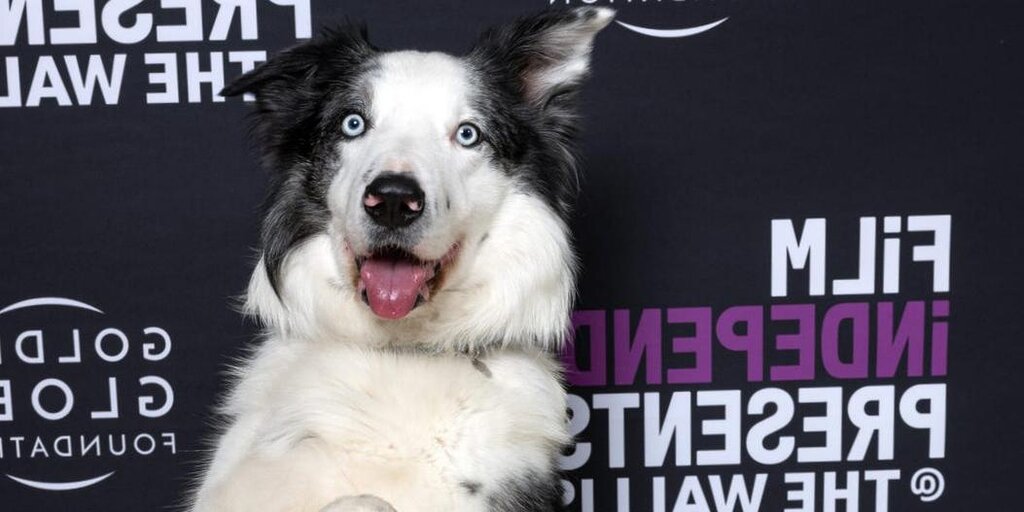 Messi, le chien « Anatomie d'une chute », n'assistera pas aux Oscars 2024 Messi, le chien « Anatomie d'une chute », n'assistera pas aux Oscars 2024