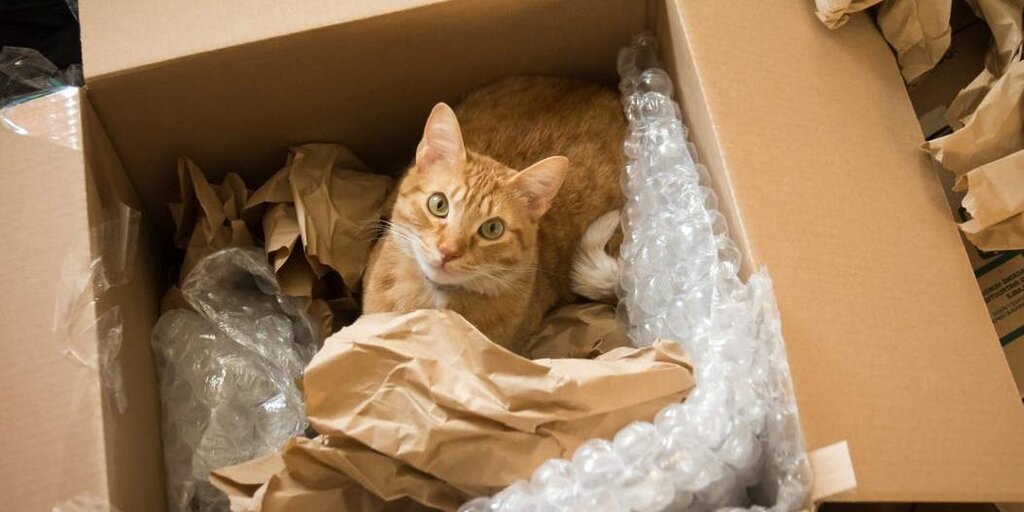 Un couple a accidentellement envoyé un chat dans un colis Amazon, arrivé 6 jours plus tard Un couple a accidentellement envoyé un chat dans un colis Amazon, arrivé 6 jours plus tard