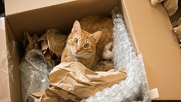 Un couple a accidentellement envoyé un chat dans un colis Amazon, arrivé 6 jours plus tard