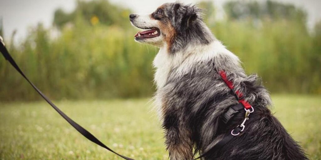 Les 5 meilleurs harnais pour chiens sans traction de 2024, testés et examinés Les 5 meilleurs harnais pour chiens sans traction de 2024, testés et examinés