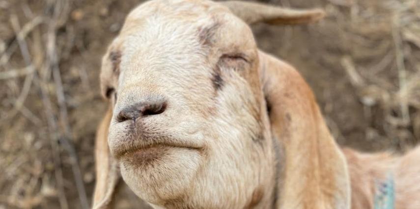 Un propriétaire a trouvé un squatter et sa chèvre vivant dans sa nouvelle maison Un propriétaire a trouvé un squatter et sa chèvre vivant dans sa nouvelle maison