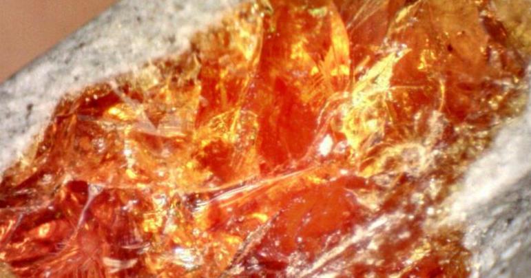 Créer des fossiles d’ambre en 24h : la méthode révolutionnaire dévoilée Créer des fossiles d’ambre en 24h : la méthode révolutionnaire dévoilée