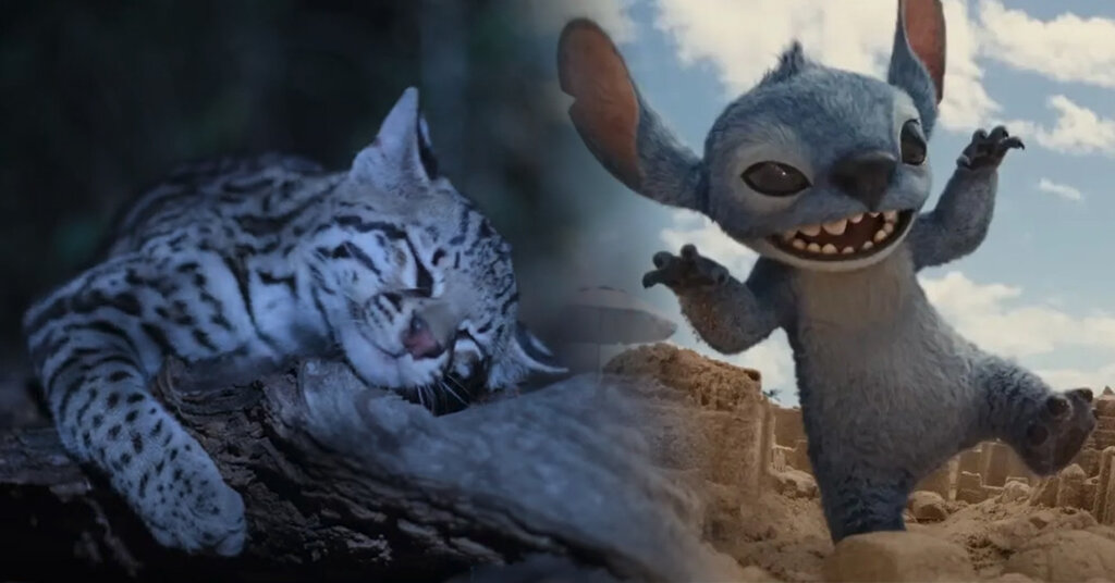 Les chatons ocelots des Amériques : une adorable concurrence pour Stitch, Krypto et Grogu Les chatons ocelots des Amériques : une adorable concurrence pour Stitch, Krypto et Grogu
