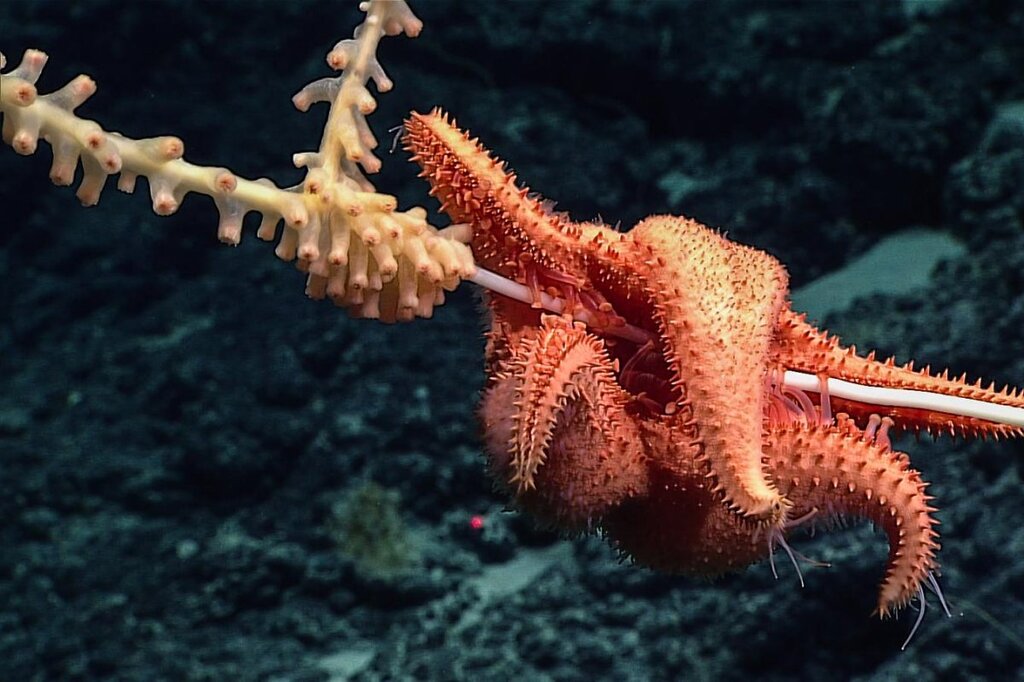 Découverte virtuelle : Immersion dans les eaux inexplorées d’Hawaï