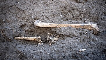 En rénovant une ferme du XVIe siècle, elle découvre des ossements cachés dans les murs