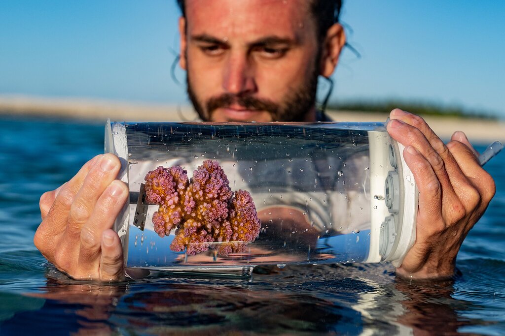 Les coraux survivent malgré le réchauffement climatique Les coraux survivent malgré le réchauffement climatique