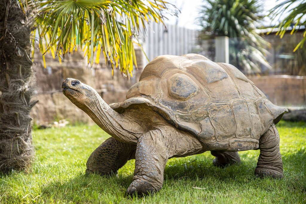 Un couple de tortues âgées de cent ans a eu quatre petits, assurant la survie de leur espèce