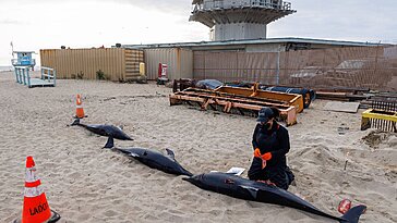 En Californie, otaries, baleines et dauphins meurent d’une algue toxique