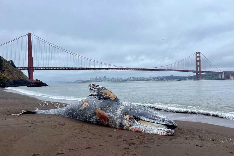Six baleines grises découvertes mortes en une semaine dans la baie de San Francisco
