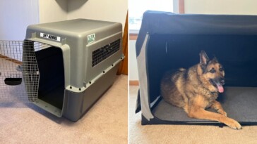 Les meilleures cages pour grands chiens testées avec un berger allemand de 50 kg