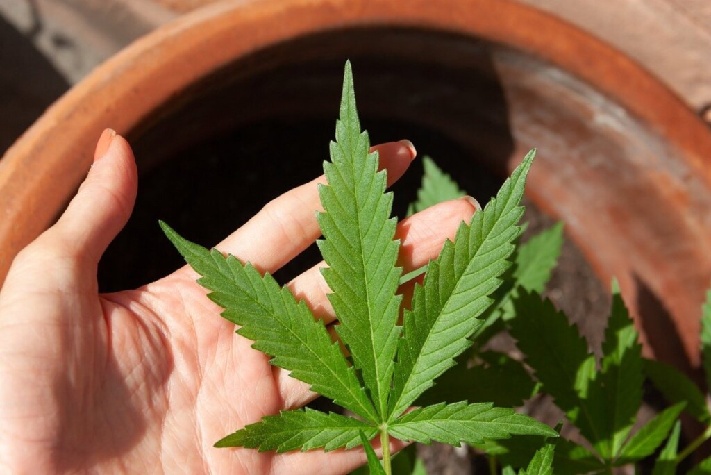 Au Texas, les législateurs votent pour interdire totalement le THC