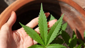 Au Texas, les législateurs votent pour interdire totalement le THC
