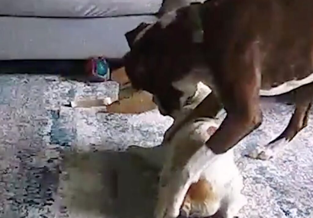 Un chien vaillant sauve son ami bouledogue victime d’une crise d’épilepsie
