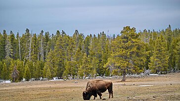 Un bison blesse un homme à Yellowstone, un incident relativement courant