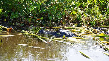 Une balade romantique en canoë vire au drame : une femme est attaquée par un alligator