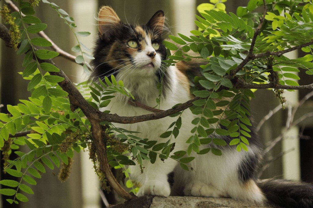 Un village du Var face à un bourreau : une vingtaine de chats drogués, scalpés et maltraités Un village du Var face à un bourreau : une vingtaine de chats drogués, scalpés et maltraités