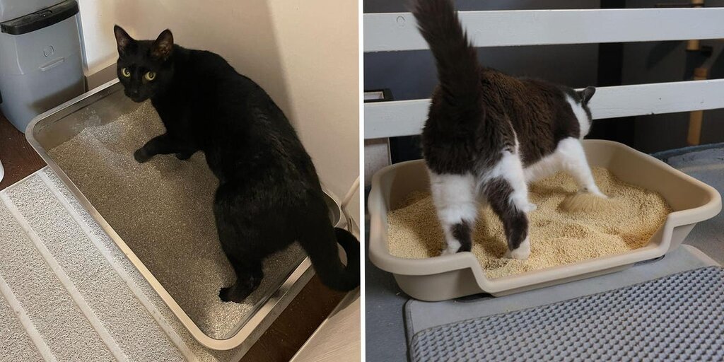 Découvrez les 8 meilleures litières pour chats, évaluées et analysées Découvrez les 8 meilleures litières pour chats, évaluées et analysées