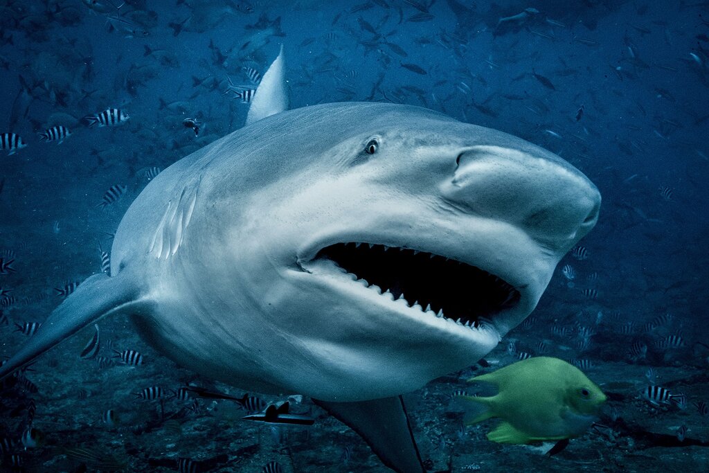 Les requins bouledogues s’approchent de plus en plus des plages de Sydney