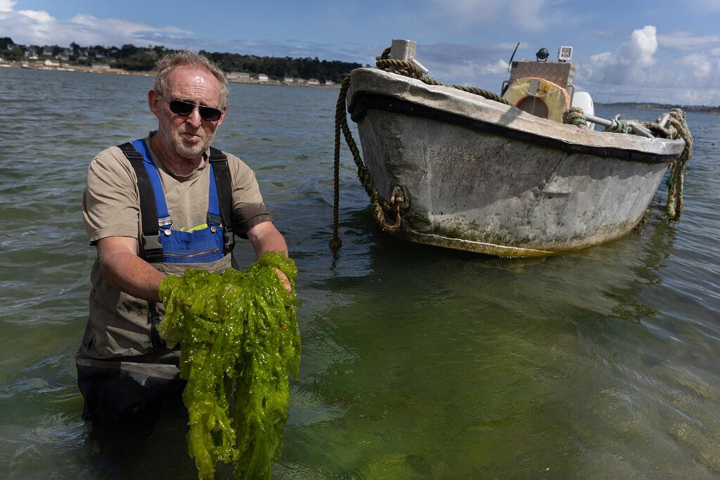 En Bretagne, des ostréiculteurs sont submergés par la prolifération d’algues vertes