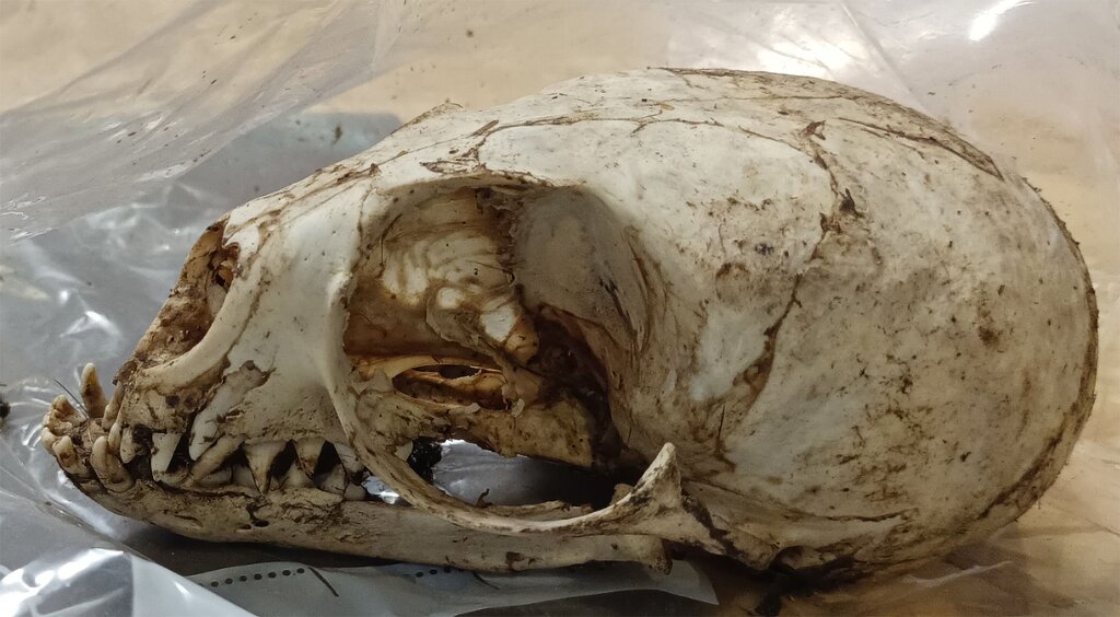 Des crânes d’otarie, peaux d’alligator et dents d’orque : la douane met fin à trois trafics d’espèces menacées Des crânes d’otarie, peaux d’alligator et dents d’orque : la douane met fin à trois trafics d’espèces menacées