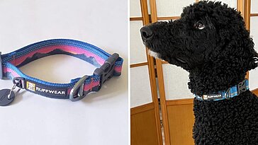 Huit meilleurs colliers pour chiens : testés et approuvés