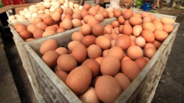 Le CDC rappelle des œufs bruns : environ 100 cas de salmonellose signalés