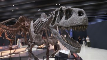 Des paléontologues découvrent un crocodile préhistorique en Patagonie