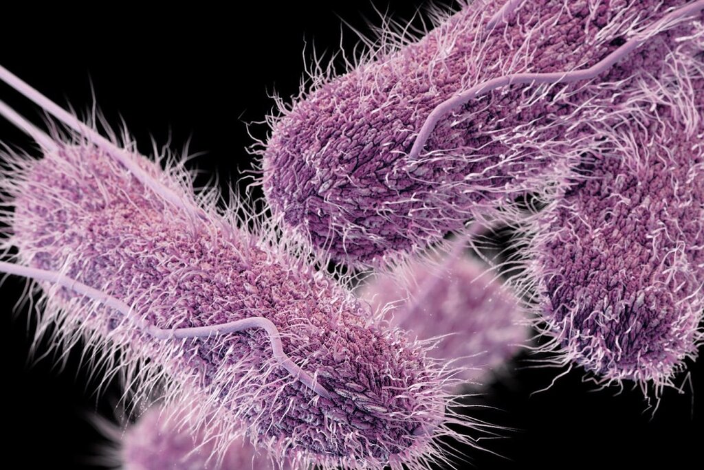 Salmonella Outbreak in Canada : Link Found to Pistachios and Dubai Chocolate Salmonella Outbreak in Canada : Link Found to Pistachios and Dubai Chocolate