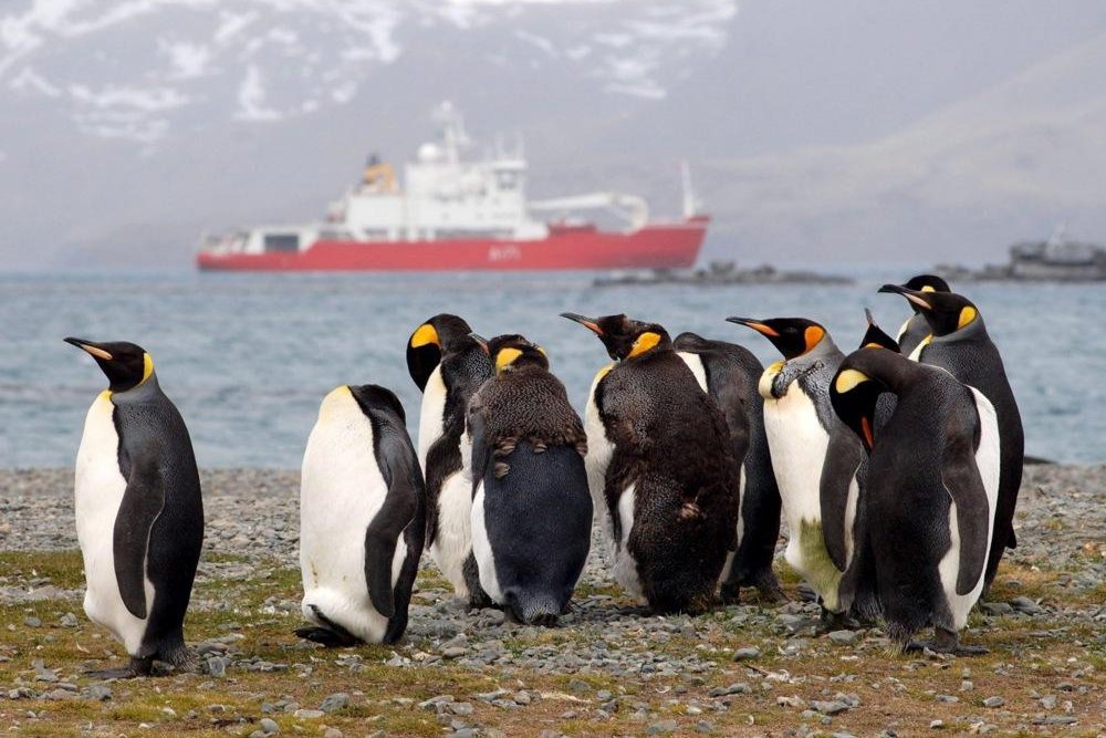 Avian Flu Genome Découvert en Antarctique : Des Scientifiques Révèlent les Résultats de leur Séquençage Avian Flu Genome Découvert en Antarctique : Des Scientifiques Révèlent les Résultats de leur Séquençage