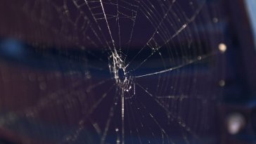 Une étude révèle la technique de chasse innovante des araignées utilisant des lucioles comme appât