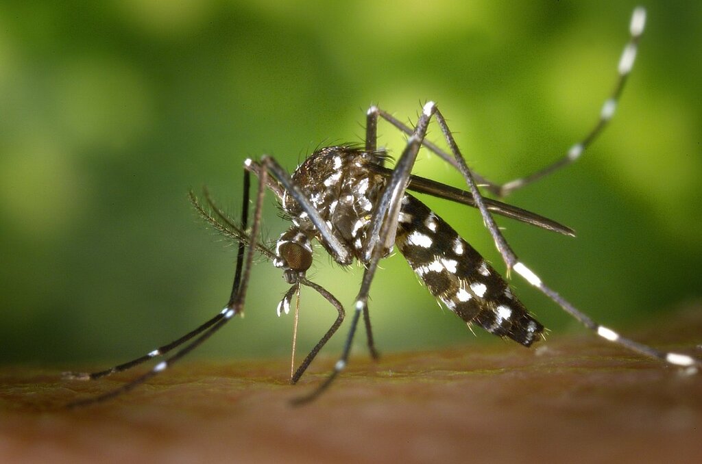 Chikungunya : Les cas de voyage en Angleterre ont presque triplé