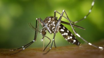 Chikungunya : Les cas de voyage en Angleterre ont presque triplé