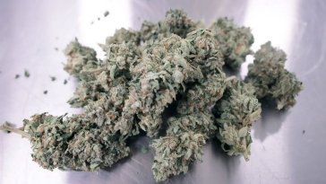 La reclassification du cannabis : Trump pourrait en accélérer le processus