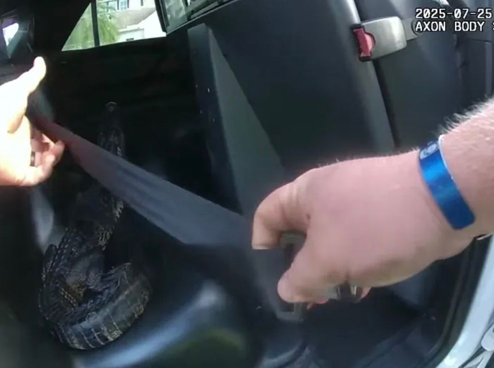 Un policier saisit un alligator à mains nues avant de le transporter dans son véhicule